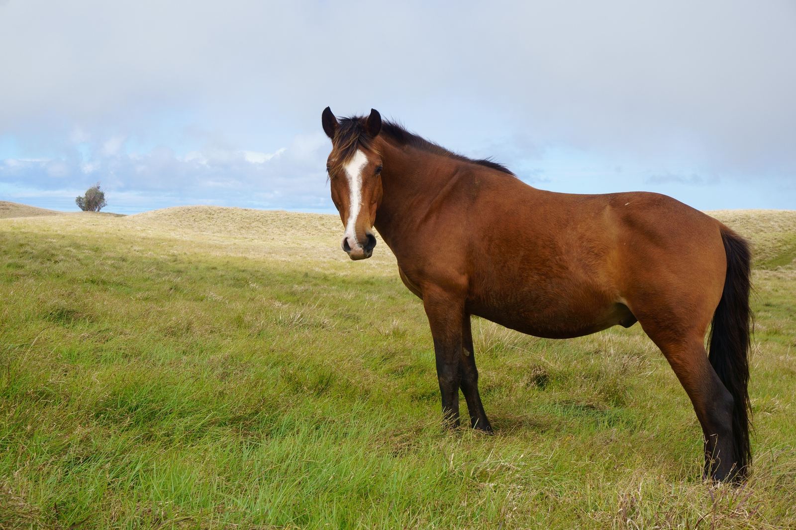 Cabalgatas